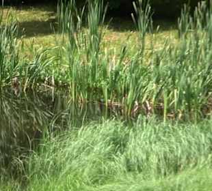 Froschteich