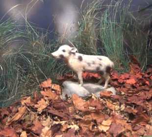 Jagdtier + Vogelkunde