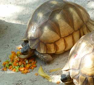 Schildkröten - von Wilderern beschlagnahmt
