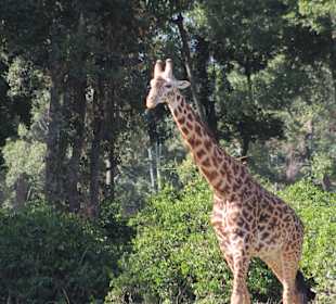 Leider auf dem Kopf gestellt