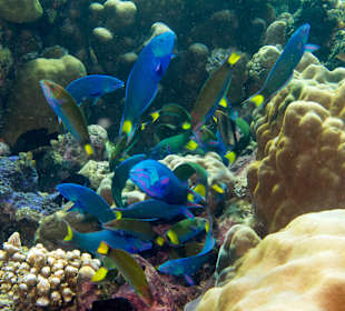 Schnorcheln Pemuteran