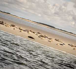 Kegelrobben Sandbänke 