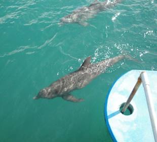 Schwimmen mit Delphine