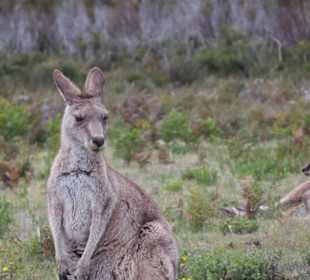 Wilsons Promontory NP