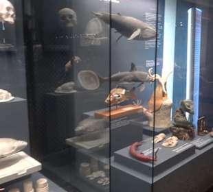 Museum der Naturkunde