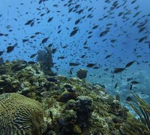 Curacao Unterwasser: Fisch-Schwärme