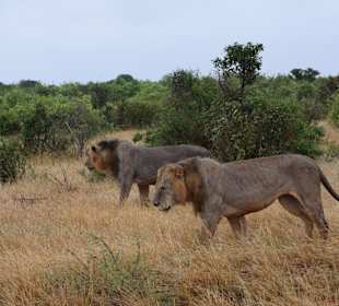 Tsavo Ost und West Safari