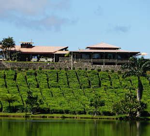 Cafe zur Teeverkostung