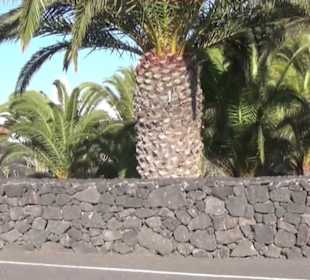 Fundacion Cesar Manrique