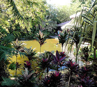 Seerosenteich am Eingang zum Garten