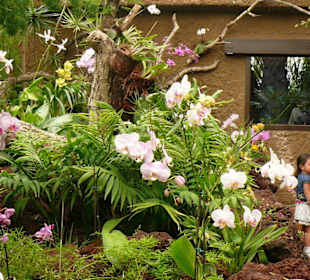 Orchideenhaus