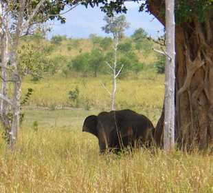 Udawalawe National Park
