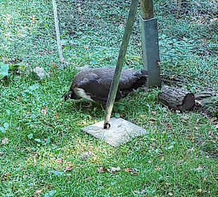 Wildpark Osterzgebirge