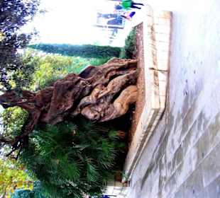 Sehr alte Bäume einfach geil