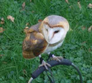Greifvogelschau 