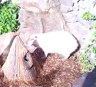 Ausflüge. Loro Park