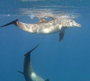 Delfintour 11.10.2013