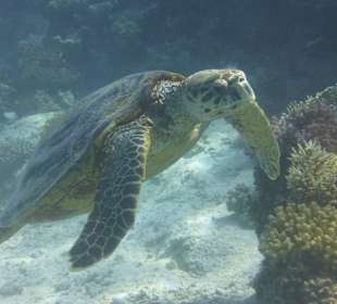 Konnten wir mit Glück auch bewundern