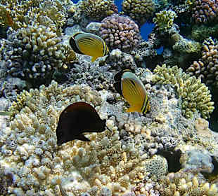 Schnorcheln Sharm el Sheikh