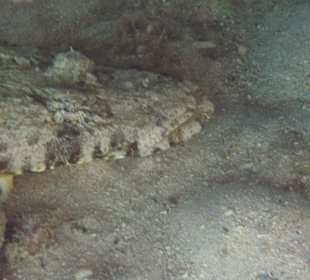 Krokodilfisch - Lagune