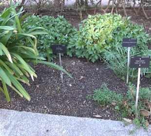 Real Jardín Botánico de Madrid