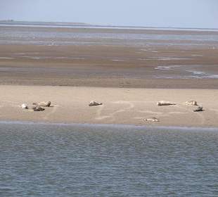 Die Seehundbank
