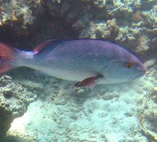 Doppelfleck Schnapper