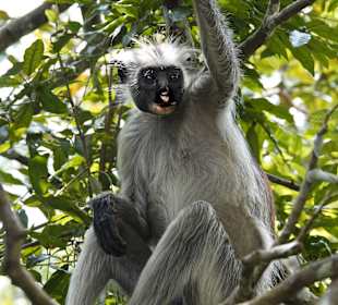 Affen im Nationalpark