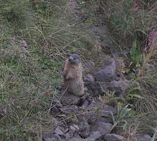 Wandern Martino di Castrozza