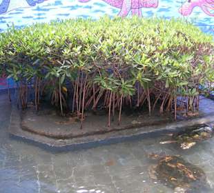 Schildkröten im Aquarium