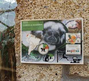 Titi Cabeza de Algodon