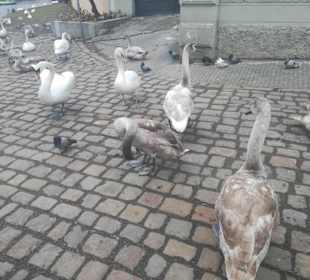 Stadtrundfahrt in Prag