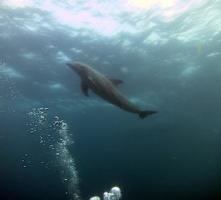 Delphin