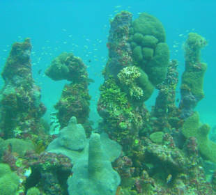 Tauchen in Boca Chica mit Caribbean Divers