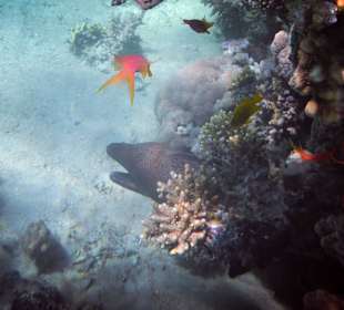 Schnorcheln Soma Bay