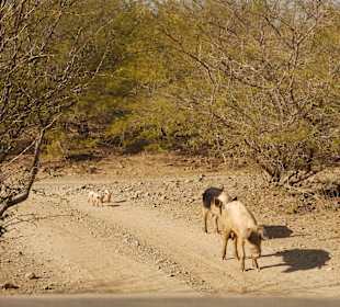 Pigs on the road