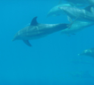 Sind sie nicht wunderschön?