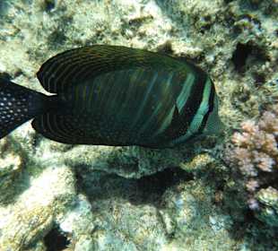 Brauner Segelflossendoktorfisch /Prima Life