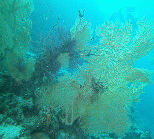 Tauchen bei der DiveConnection über Oototo gebucht