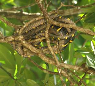 Giftschlange in Brunei, Mangrovenfahrt