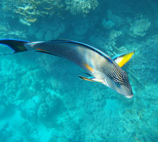 Wunderbare Unterwasserwelt