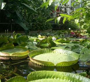 Orto botanico di Praga