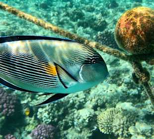 Schnorcheln Marsa Alam