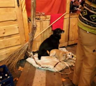 Auch die Hunde haben es gut