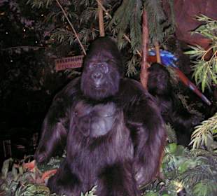 Im Rainforest Cafe