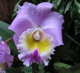 Orchideen in all ihrer Pracht
