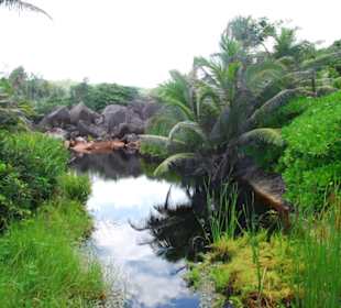 Vegetation hinter dem Strand