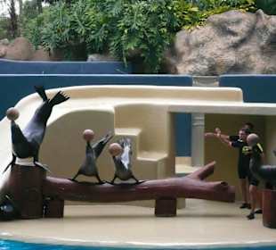 Seelöwenshow Loro Park