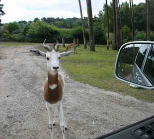 Serengeti Park Hodenhagen