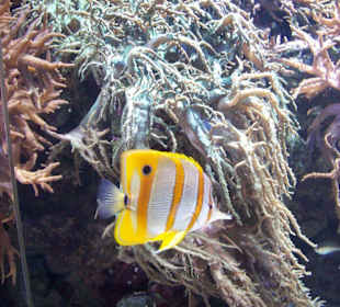 Pinzettfisch
